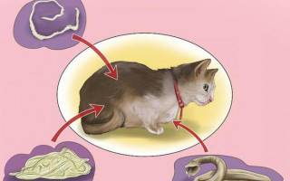 Круглые глисты у кошек лечение