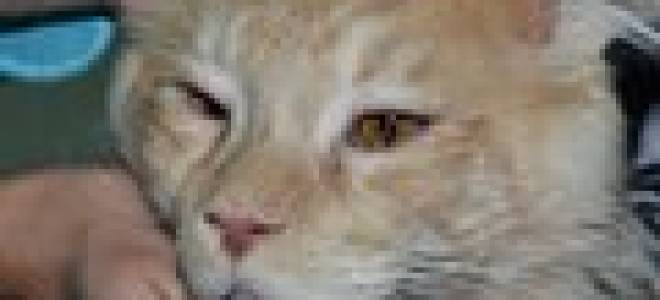 Хламидиоз глаз у кошек лечение