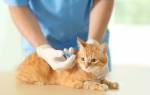 Вирусная лейкемия кошек лечение