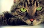 Анемия у кошки симптомы лечение