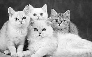 Лечение котов народными средствами