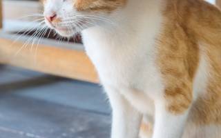 Лечение поноса у кота в домашних условиях