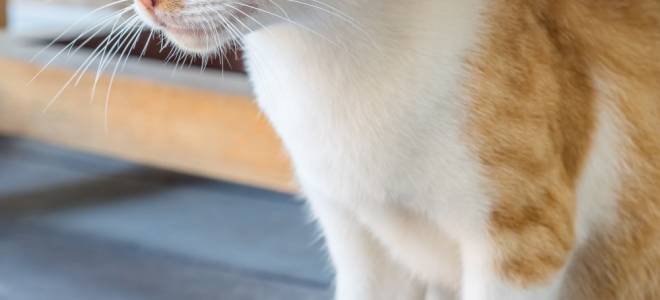 У кошки опухла нижняя губа чем лечить