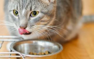 Чем лечить кошку ничего не ест