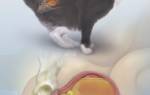 Профилактика мочекаменной болезни у кастрированных котов препараты