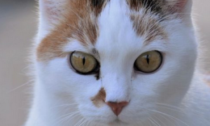Чем лечить язвы на языке у кошки