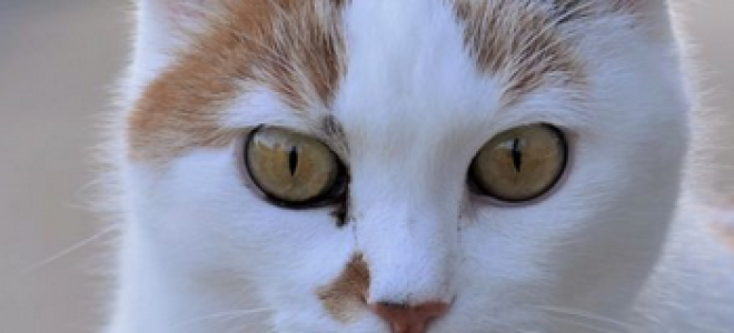 Чем лечить у кошек язык