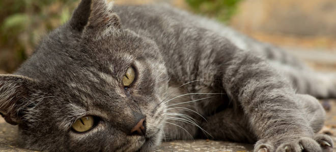 Инфекционные болезни кошек симптомы и лечение