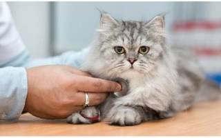 Бордетелла у кошек симптомы и лечение
