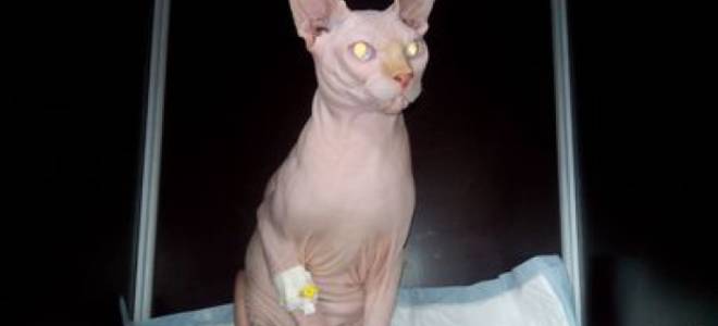 Сердечная недостаточность у кота симптомы и лечение