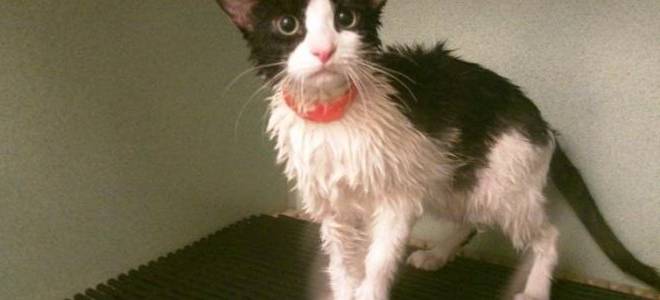 Болезнь кушинга у кошки