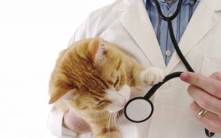 Ушной клещ у котов лечение