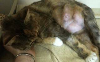 Мастит у кошки нерожавшей лечение