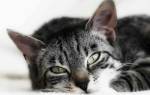 Гемобартенелез у кошек симптомы и лечение