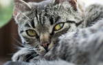 Заворот кишок у кошек симптомы причины лечение