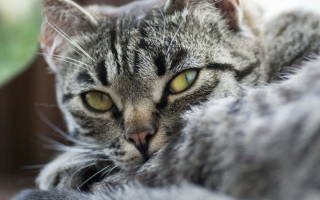 Заворот кишок у кошек симптомы причины лечение