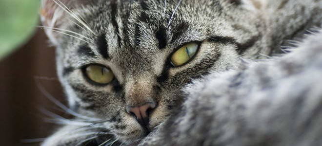 Заворот кишок у кошки лечение