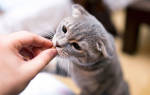 Диагностика мочекаменной болезни у котов