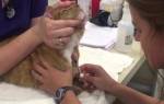 Креатинин у кошки повышен причины лечение