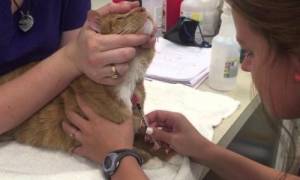 Креатинин у кошки повышен причины лечение
