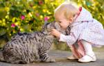 Аллергия на кошек у детей лечение
