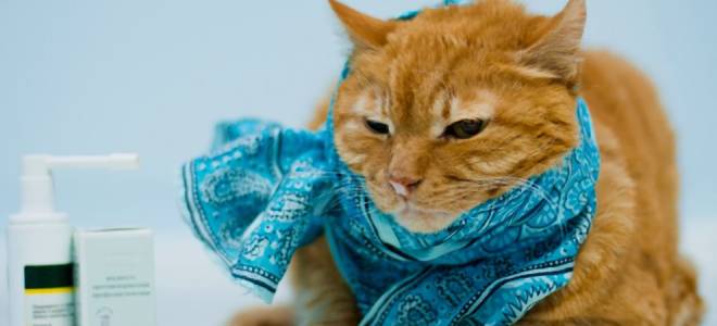 Кот чихает причины с брызгами как лечить