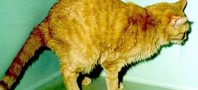 Хронический нефрит у кошек лечение