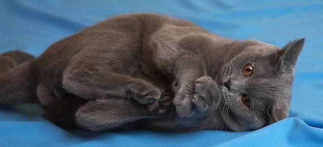 Кот наелся шерсти симптомы и лечение