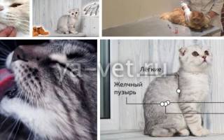 Огуречный цепень у кошки чем лечить