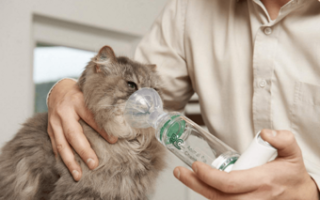 Астма у котов лечение в домашних условиях