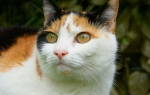 У кота текут глаза коричневым чем лечить