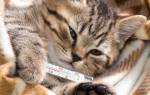 Лечение инфекционных заболеваний кошек