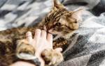 Укус кошки лечение в домашних