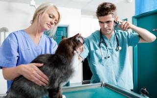 Эпилепсия у кошек лечение как прекратить приступы