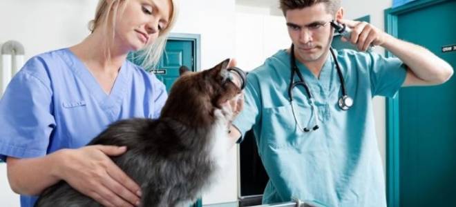 Эпилепсия у кошек лечение в домашних условиях