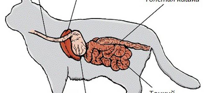 Болезни желудка у кошек