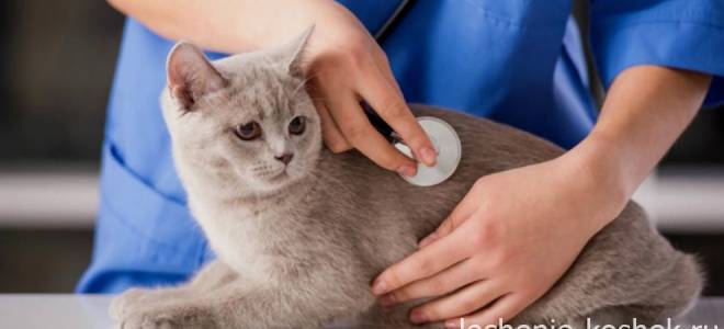 Лечение печени у кота