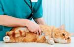 Лечение кошек котельники