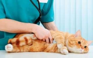 Лечение кошек дубна