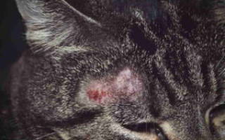 Лечение лишая у кошек препараты