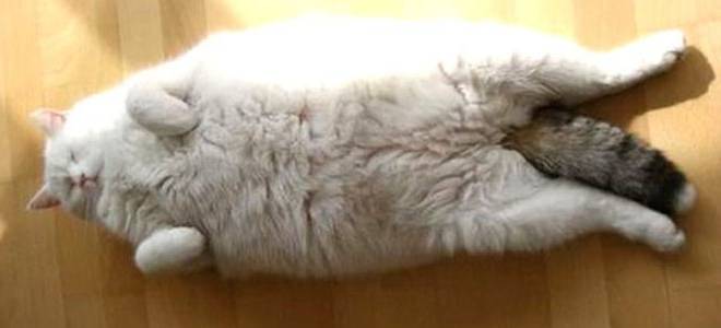 Гормональный сбой у кошек симптомы и лечение