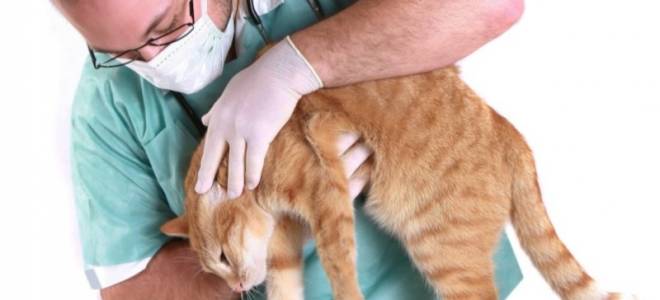 Мокнущая рана у кота чем лечить
