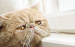 Признаки чумки у кошек симптомы и лечение