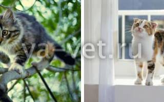 Перелом лапы у кошки лечение