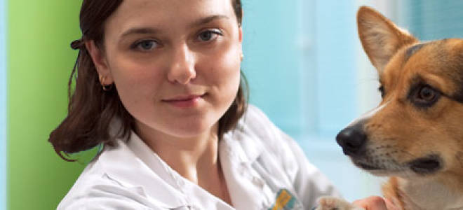 Лечение кошек клин