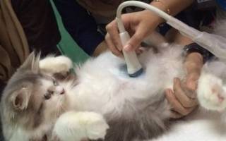 Водянка у кота лечение