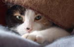 Простуда у кота симптомы и лечение