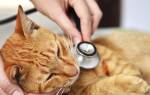 Схемы лечения вирусов у кошек