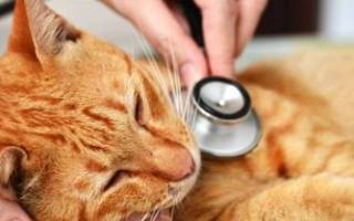 Чем лечить горло кошки
