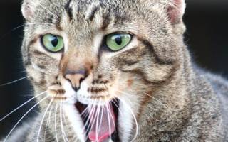 Стоматит у кошек лечение в домашних условиях
